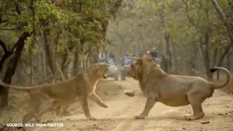 Video Of Lioness Roaring At Lion During Fight Goes Viral Netizens Say Queen Rules Republic 0721