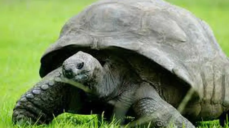 World’s oldest tortoise- Jonathan