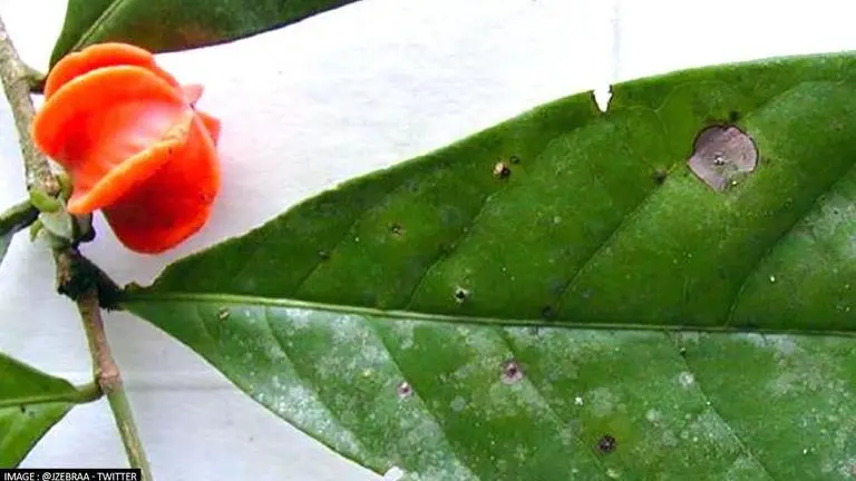 Mystery plant from Peru gets name from scientists almost 50 years after discovery Mystery Plant