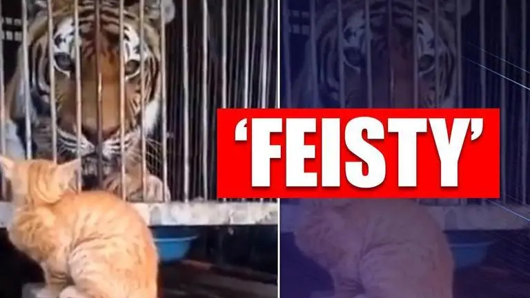 Hilarious video of tiger fearing a house cat leaves netizens in splits Hilarious video of tiger fearing a house cat leaves netizens in splits