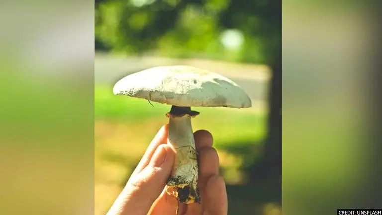 Poland: Afghan family tragically loses second child in two days to mushroom poisoning Poland
