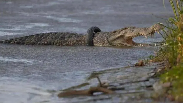 Crocodile makes herself pregnant in first such case: Study The first ever known case of a crocodile who made herself pregnant without male intervention has been identified at a zoo in Costa Rica