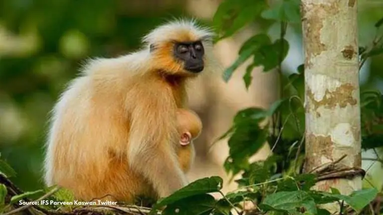 Last golden langur inhabiting Guwahati’s Umananda Island dies Golden Langur