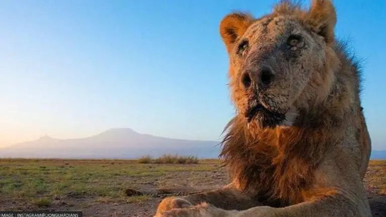 Africa’s oldest lion
