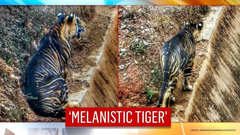 Glorious! Rare black tiger photographed in Odisha; netizens say 'it looks beautiful' Rare Black Tiger spotted by amateur photographer in Odisha | See pics