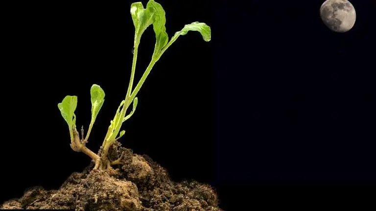 Scientists grow plants in soil from Moon for first time Moon