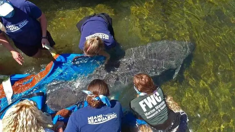 Rescued manatees released into Florida Keys waters