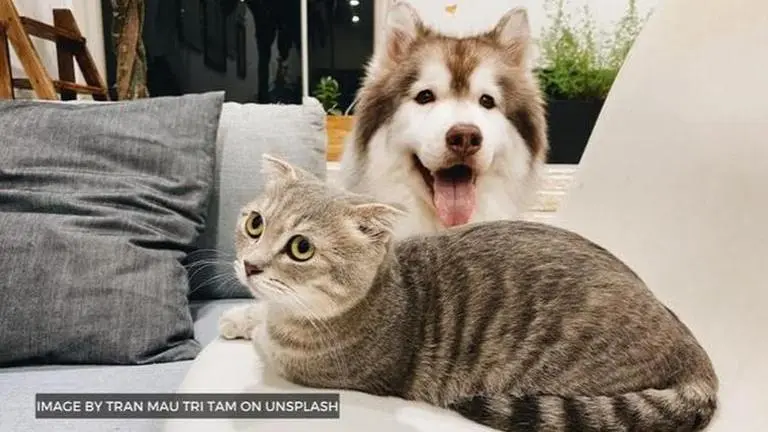 Dog VS Cat: Watch what happens when a 'good boy' walks into the cats' neighborhood dog vs cat