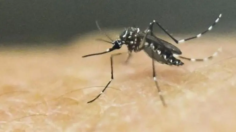 US: Mosquitoes at Lake Havasu test positive for West Nile virus