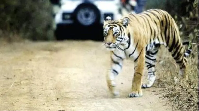 Maha: Tiger kills woman in Chandrapur Representative Image