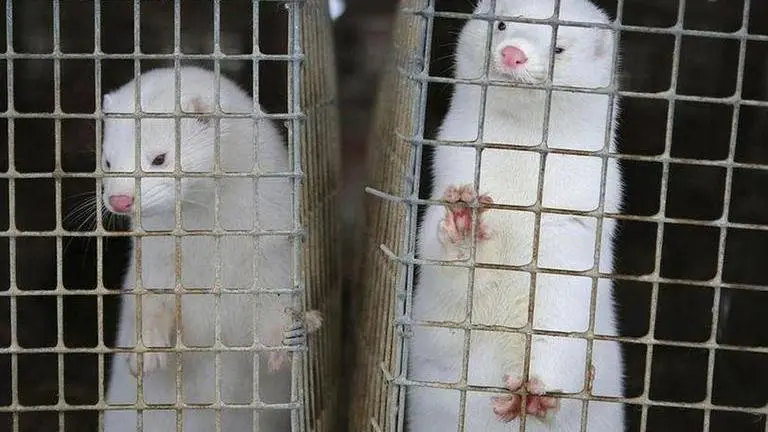 Italy slaps temporary ban on mink farming amid rising fear of mutated COVID-19 strains Italy