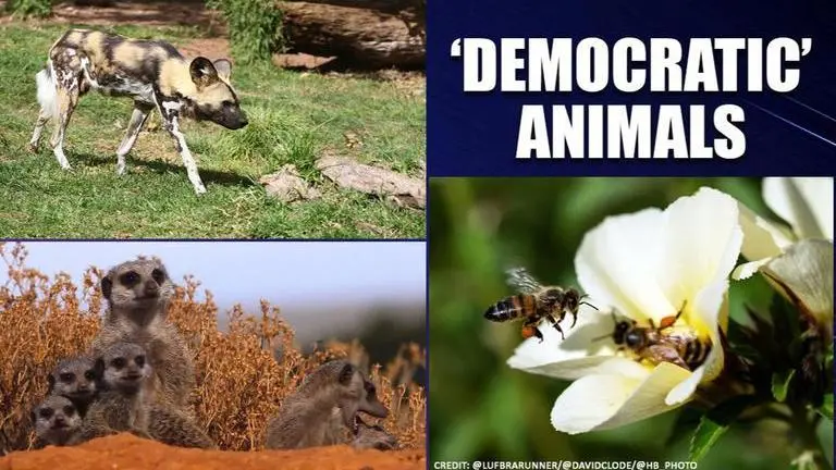 From meerkats to honeybees, how animals make important decisions by 'voting' meerkats