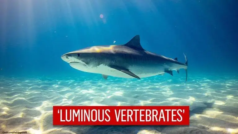 Scientists discover giant, luminous deep-sea sharks that glow in the dark Scientists discovers three Luminous Vertebrates in New Zealand