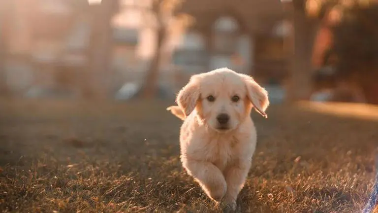 Japanese study suggests dogs can distinguish between humans based on honesty; Here's how Dogs, Dogs can recognize liars,