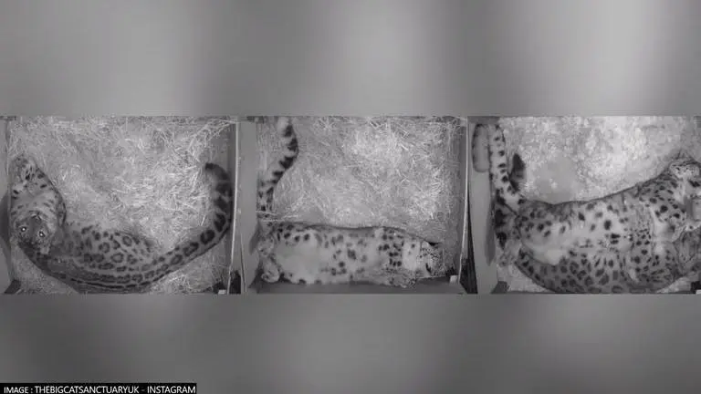 Snow leopard sleeps comfortably in the 'funniest' positions; netizens call it 'adorable' Laila