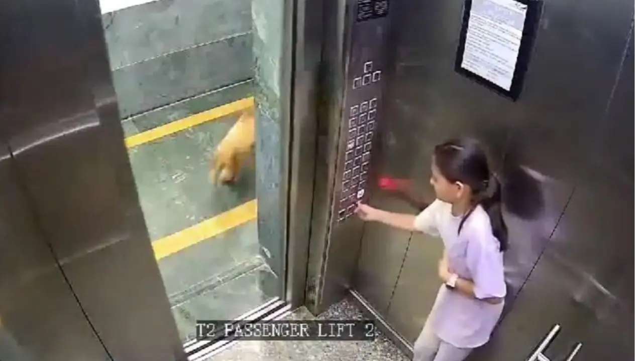 Dog Menace Continues to Bite Noida, Teenage Girl Attacked in Apartment Lift; Video Emerges The girl was bitten on the arm by the dog during the incident.