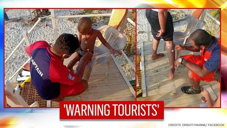 'Floating terror': Jellyfish swarms sting 90 bathers in 2 days on Goa beaches Jellyfish