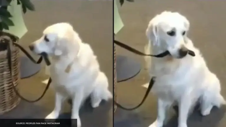 Adorable video of a dog watching himself in absence of the owner dominates social media dog video