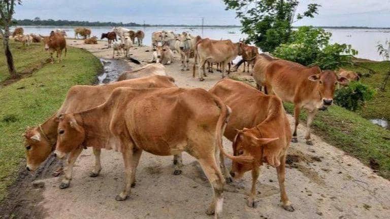 Lumpy Skin Disease: Does it affect humans?; Know causes, symptoms and ...