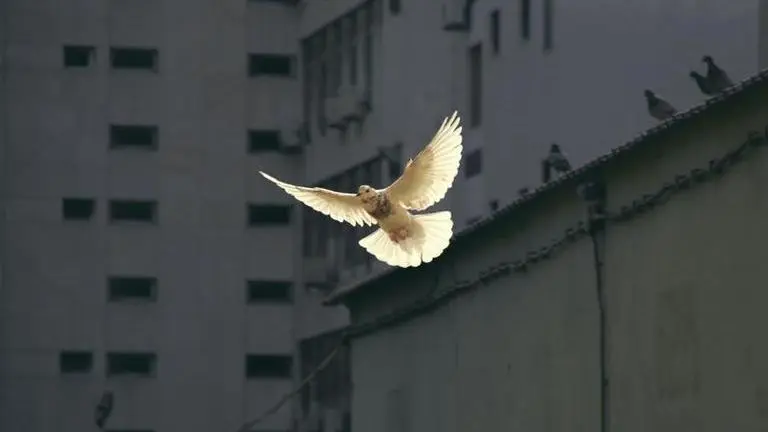 international day of peace 2020