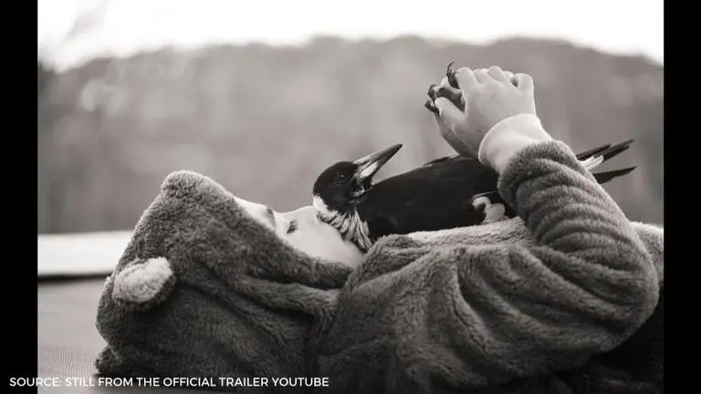 Penguin Bloom cast features talented actors trying to recreate true events penguin bloom cast