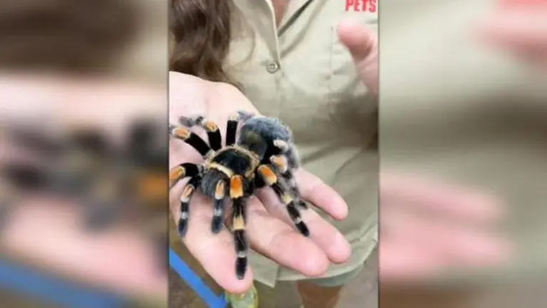 Woman holds tarantula in hand; netizens divided over viral video tarantula
