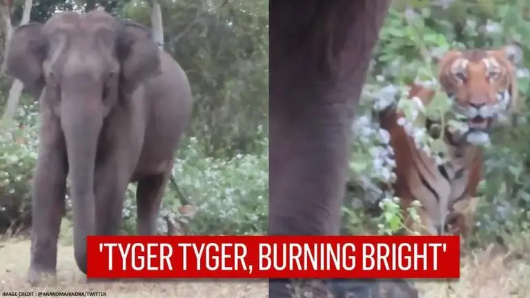 Anand Mahindra shares video of tiger silently observing an elephant | Watch Anand Mahindra