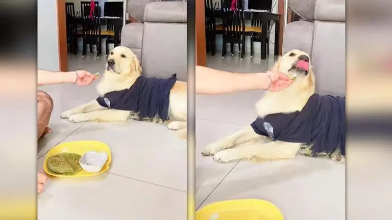Doggo's adorable reaction refusing to eat leaves netizens in splits; watch video Dog