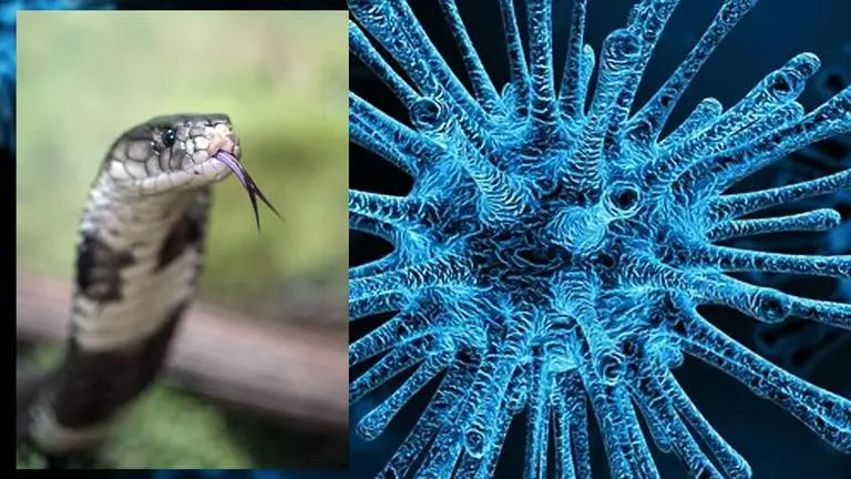 Brazil researchers find snake venom instrumental in inhibiting COVID infections Brazil
