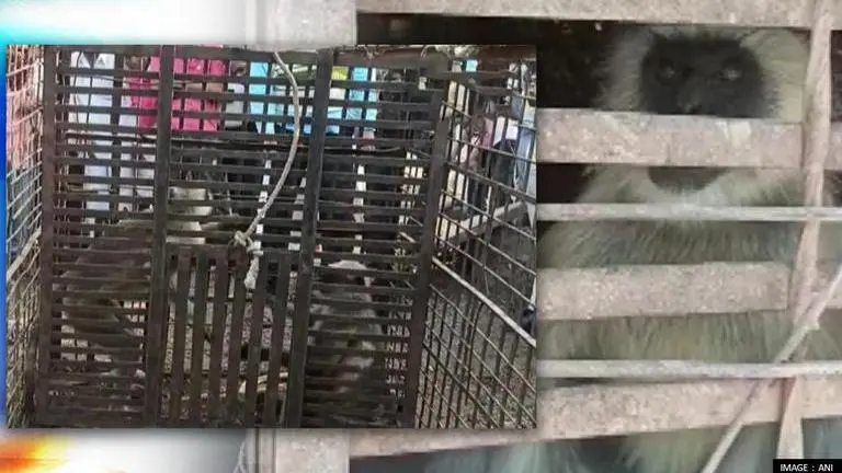 Maharashtra: Fuming monkeys kill 250 dogs in revenge massacre after death of baby monkey Maharashtra