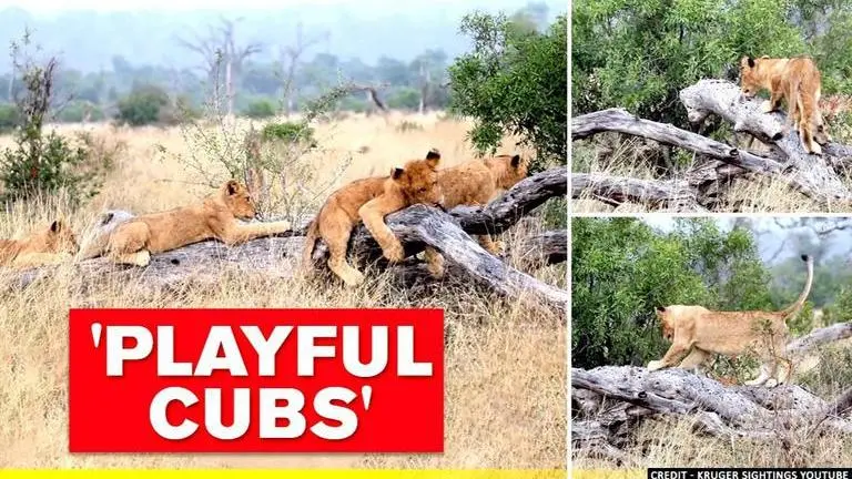 Video of lion cubs discovering nature's seesaw leaves netizens in splits; Watch Lion cubs