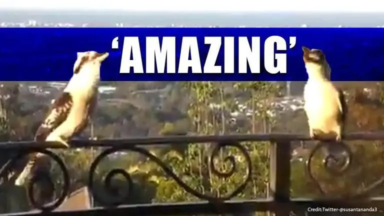 Video of two kookaburra birds laughing breaks internet, netizens amused heard