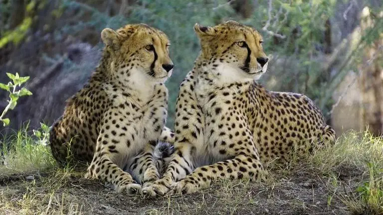 Cheetahs at Kuno may return to enclosures for examination, drone monitoring being considered: Officials