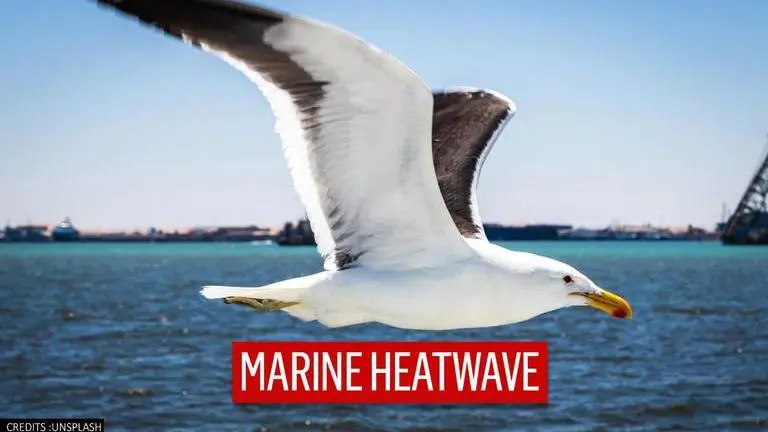 New Zealand prepares for marine heatwave as scientists note warmest winter on record New Zealand