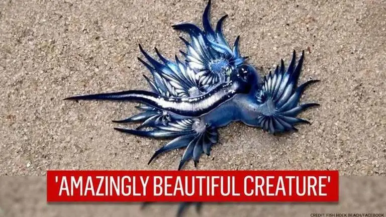 Blue Dragons spotted in Cape Town: What are these mystic creatures? Are they poisonous? Blue Dragons