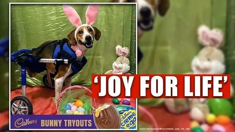 Ohio: Two-legged dog competing to become Cadbury Bunny wins internet Ohio