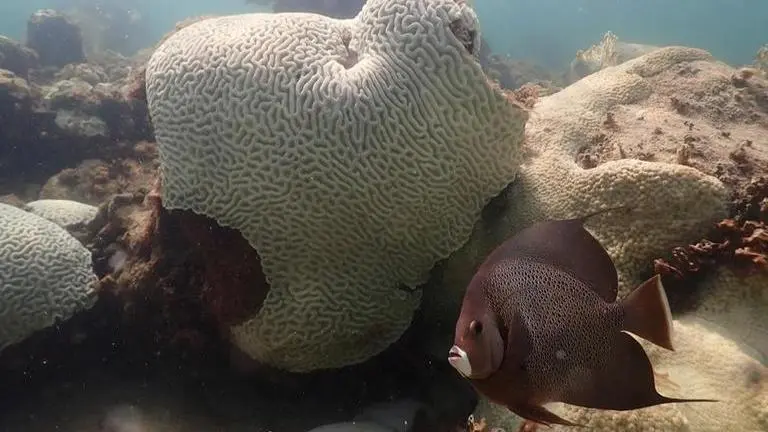 Water at tip of Florida reaches 100 degrees, experts call it 'a potential record' coral
