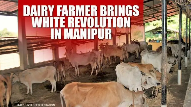 Manipur: Small dairy farmer becomes one of the largest suppliers of milk in Manipur Manipur