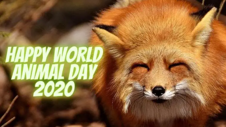 World Animal Day 2020: Quotes, greetings and images to send your loved ones world animal day 2020