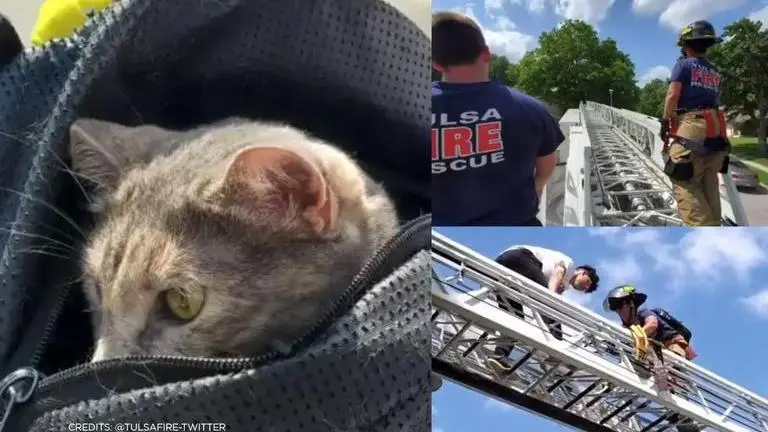 US: Pet owner gets stuck on a tree while rescuing cat; firefighters rush to save both US