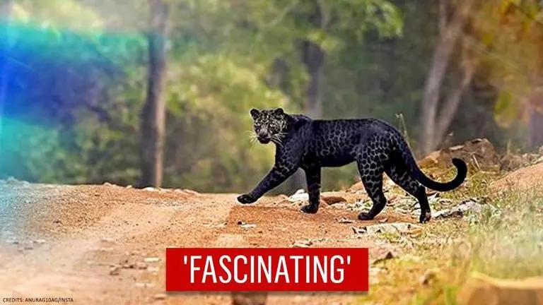 black leopard
