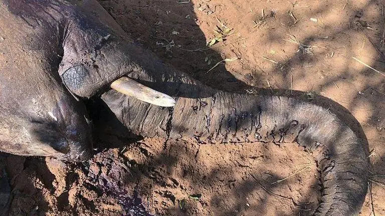 Zimbabwe's elephant death toll climbs to 22, more expected as probe continues Zimbabwe