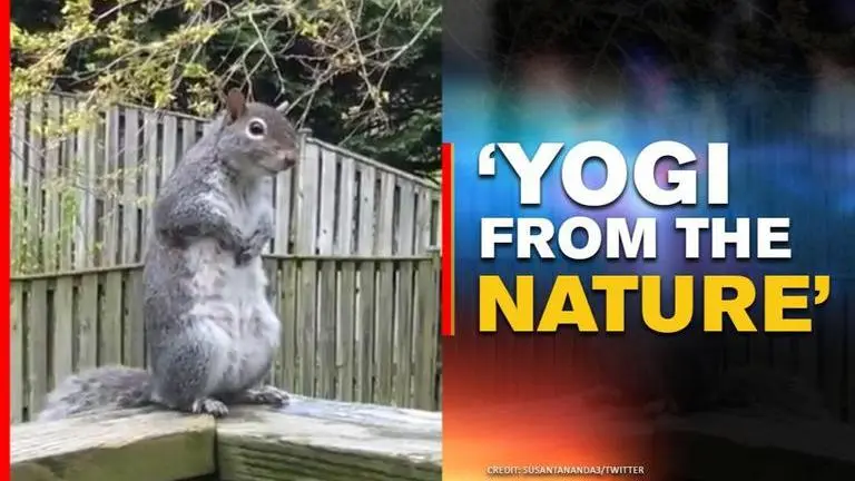 Video of 'yogi' squirrel goes viral, netizens say its 'doing Pranayam' Video of 'yogi' squirrel surfaces, netizens ask if he was doing 'Pranayam'?