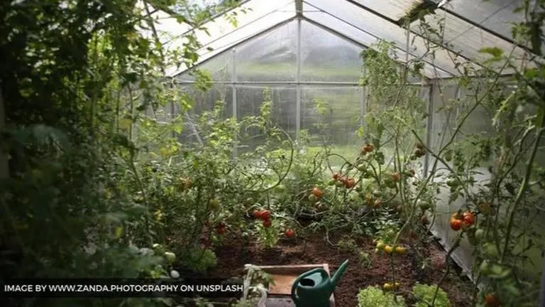 National Gardening Day 2020: Time to pick up your shovels & explore the art of gardening national gardening day 2020