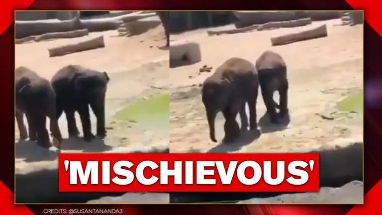 'Mischievous' baby elephant pushes its friend in water, netizens say 'Momy must scold' Baby Elephant