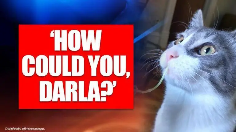 Human tricks cat into eating cabbage, his reaction triggers laughter on internet Human