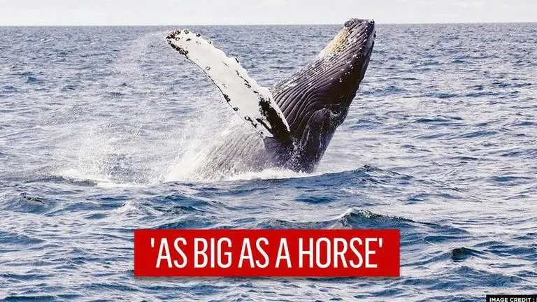 'As big as a horse': Scientists discover an unknown whale species off coast of Mexico Scientists