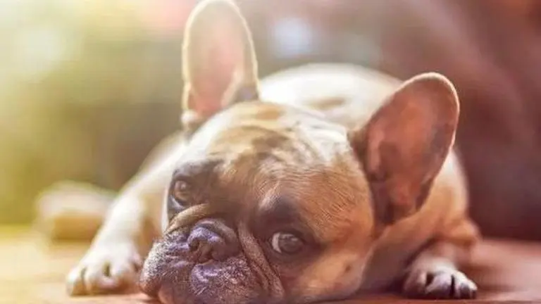 Animal control director resigns over killing of injured dog