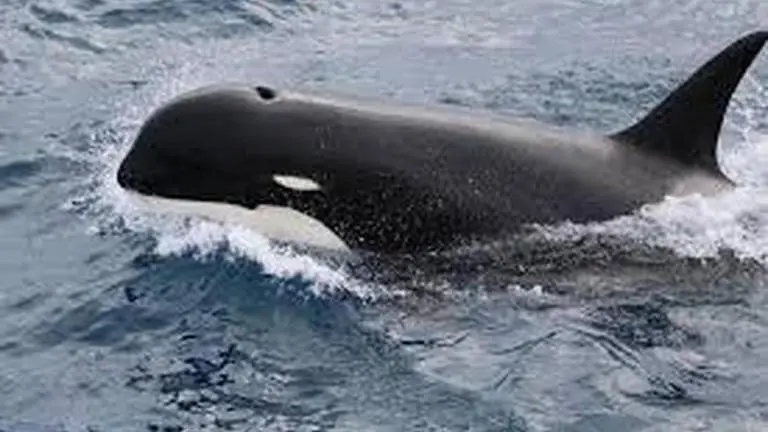 Right whale moms "whisper" to their calves to steer clear of predators whale