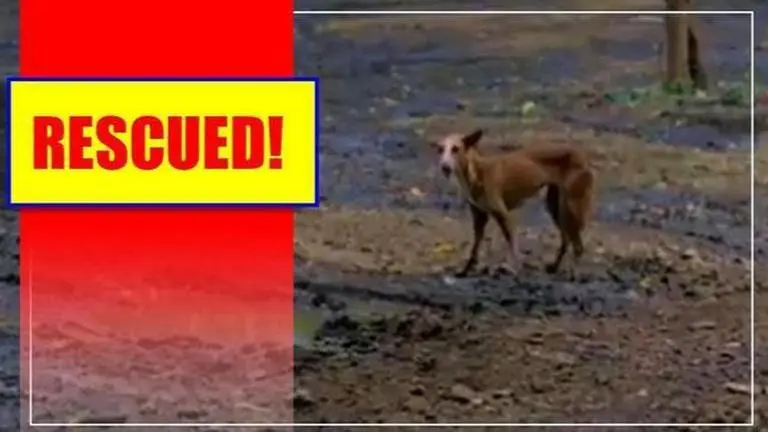 RESQ rescues dog stuck in 40-foot-deep tank for 7 days Dog